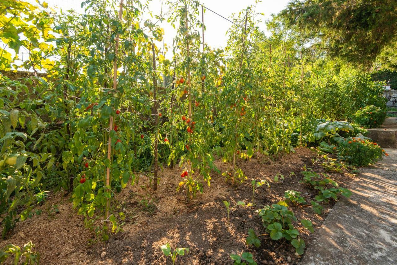 Honey Farm House فيربازار المظهر الخارجي الصورة